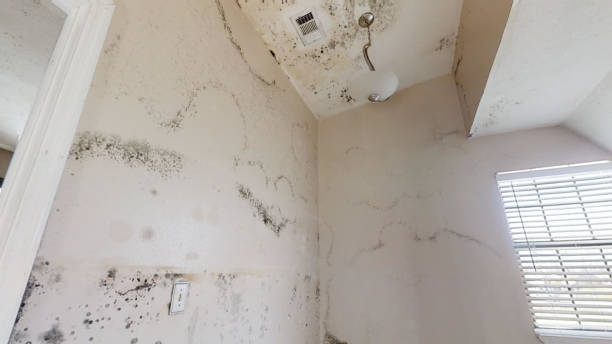 Best Emergency Mold Remediation  in El Cenizo, TX