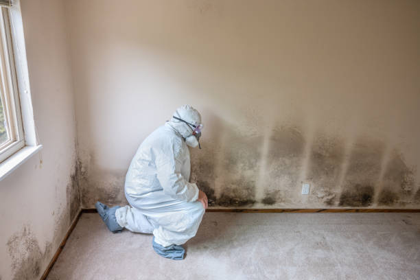 Best Black Mold Removal  in El Cenizo, TX